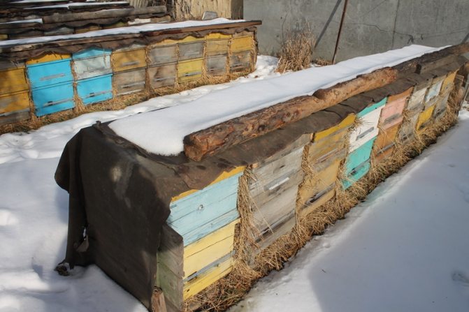 Comment les abeilles hivernent
