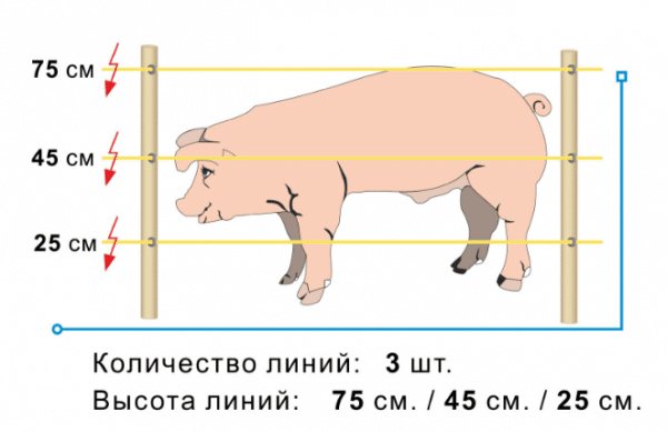 Nombre et hauteur des lignes de berger électrique pour porcs