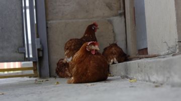 poulets dans la grange