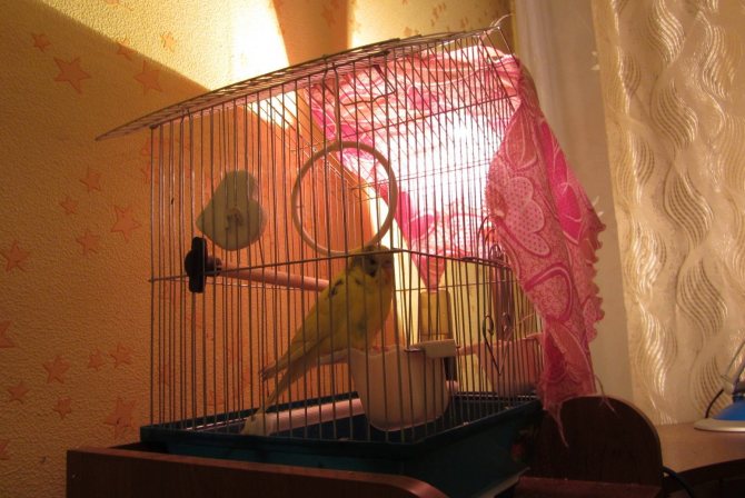 Лампа за загревање папагаја