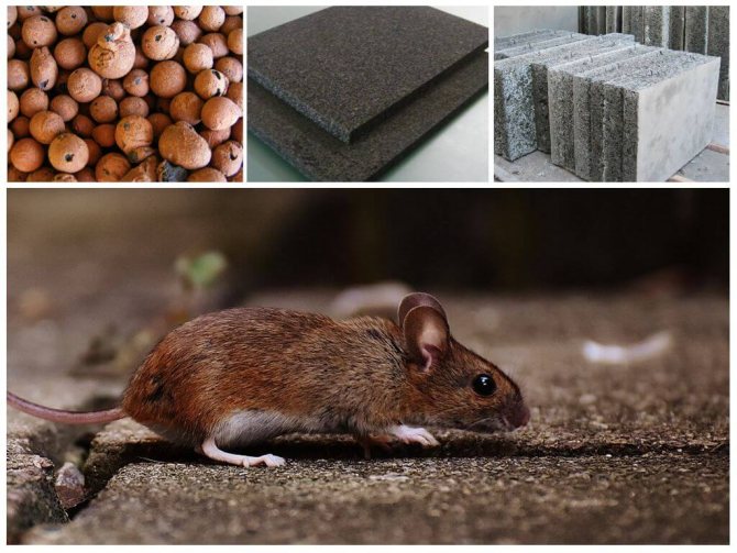 Pourquoi les souris rongent la mousse de polystyrène