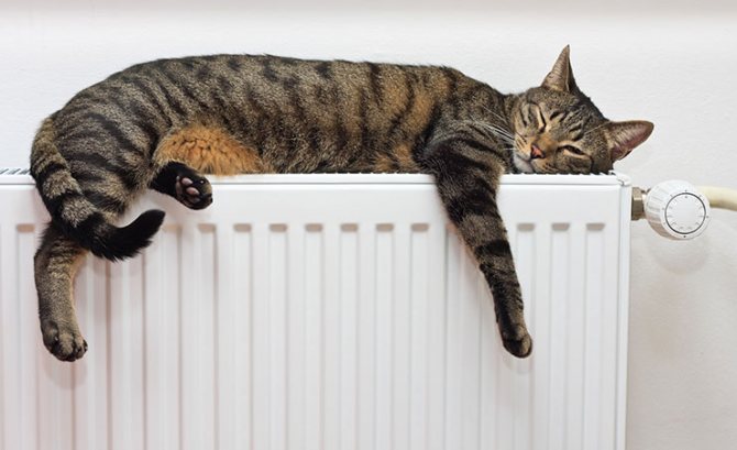 radiator_cat