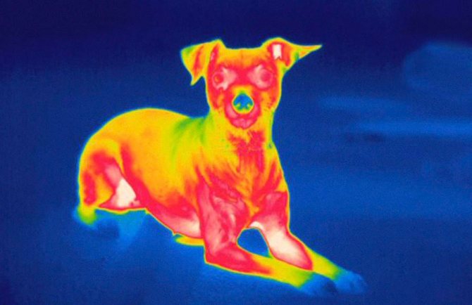Un instantané d'un chien à travers une caméra thermique, qui montre des zones du corps à différentes températures
